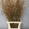 Salix1