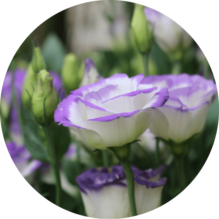 mm-ast-icon