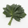 Aralia