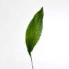 Aspetistra