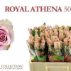 Athena Royal - pink