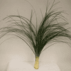 Beargrass