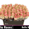 Belle rose - pink