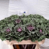 Brassica