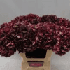 Dark Red