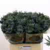 Eryngium aquarius