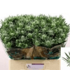 Eryngium questar