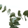 Eucalyptus cinerea