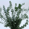 Eucalyptus baby blue
