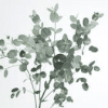 Eucalyptus gunnii
