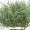 Grevillea
