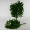 Kentia