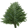 Leatherleaf