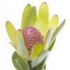 Leucadendron - Green