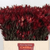 Leucadendron - Red