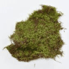 Moss
