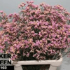 Pink1