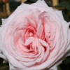 Pink1