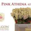 Pink Athena - pink pale