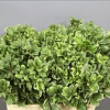 Pittosporum