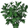 Ruskus big leaf