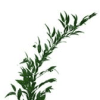 Ruskus small leaves