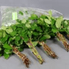 Salal