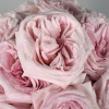 soft pink