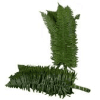 Swordfern