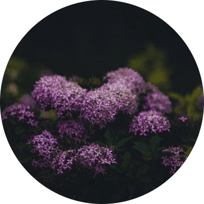 mm-ast-icon