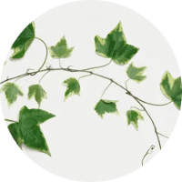 mm-ast-icon